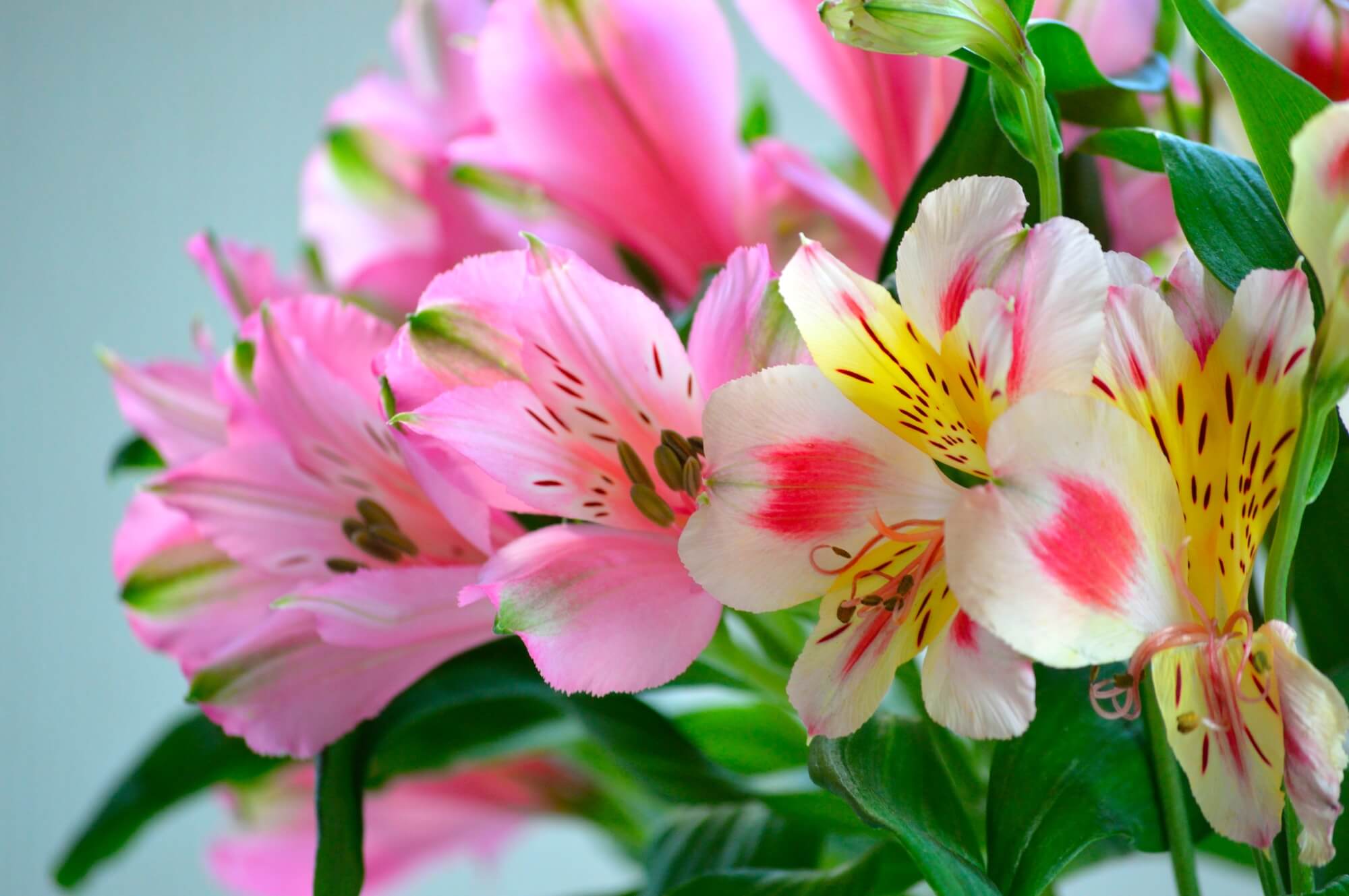 アルストロメリア の花言葉やアレンジメントをご紹介 4月の誕生花でも有名 花だより アルストロメリア の花言葉やアレンジメントをご紹介 4月の誕生花でも有名 花だより