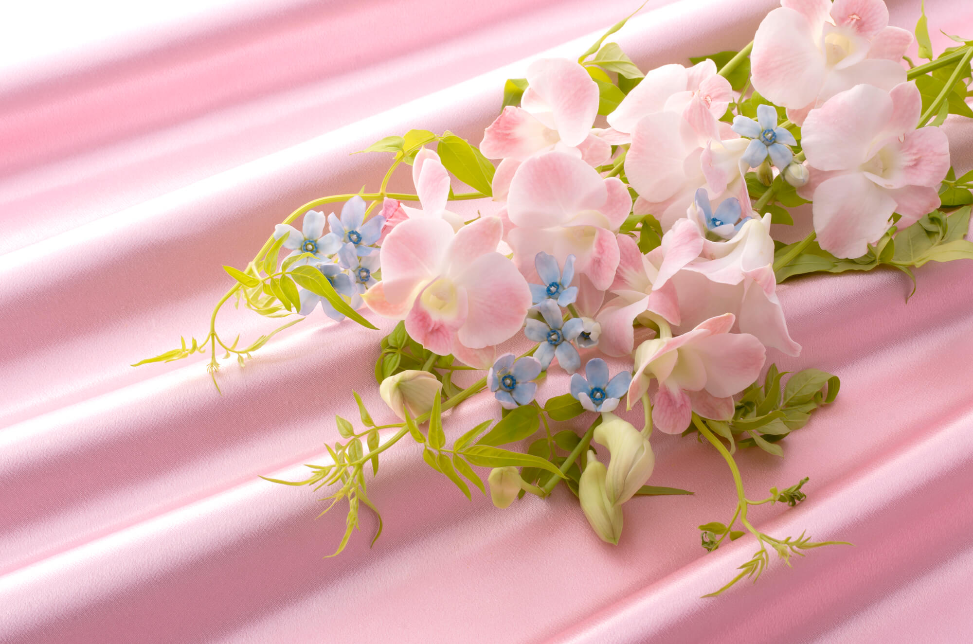 9月の誕生花 デンファレ をご紹介 プレゼントにも 花だより