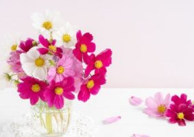 コスモスの花束を長持ちさせる方法｜色ごと・英語の花言葉も一緒に紹介