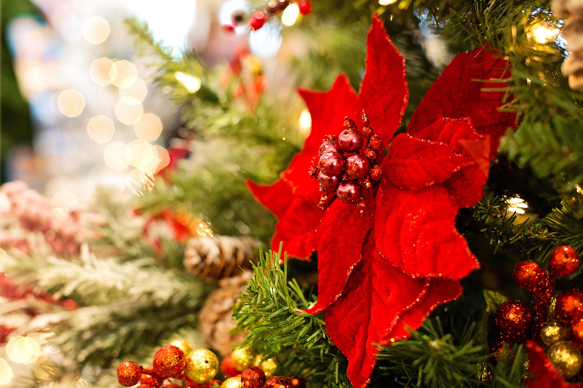 クリスマスに贈る赤い花 赤い実 冬の花壇 花束で定番な種類一覧 花だより