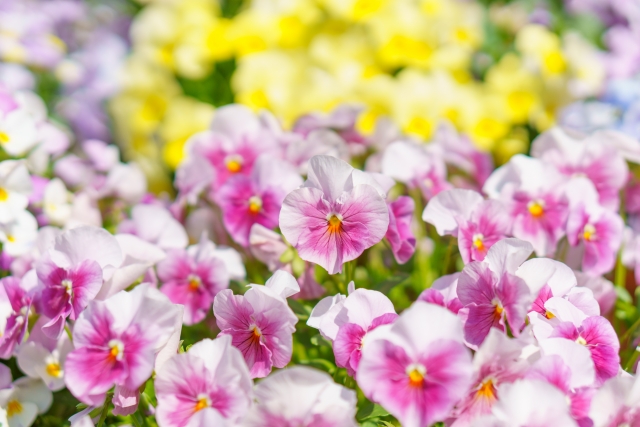 ビオラの育て方・色ごとの花言葉・パンジーとの違いとは? - 花だより