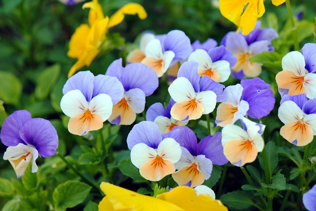 ビオラの育て方・色ごとの花言葉・パンジーとの違いとは? - 花だより