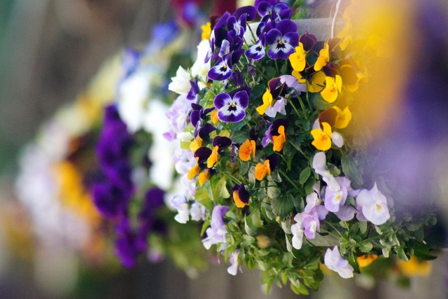 ビオラの育て方・色ごとの花言葉・パンジーとの違いとは? - 花だより
