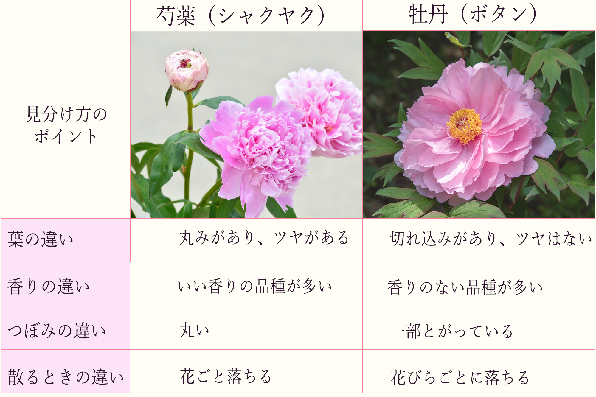 芍薬(シャクヤク)の育て方・芍薬と牡丹の違いや見分け方を簡単に解説! - 花だより