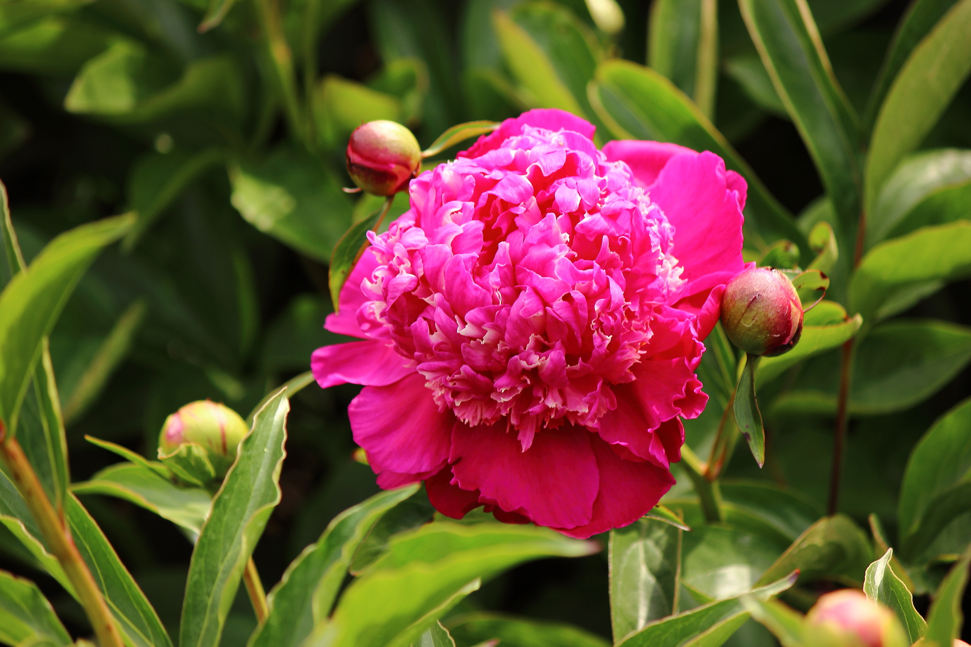 芍薬(シャクヤク)の育て方・芍薬と牡丹の違いや見分け方を簡単に解説! - 花だより