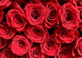 赤い色の花一覧。赤い花といえば？推し活にもおすすめ