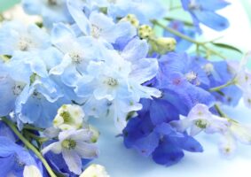 青い花・水色の花一覧。青い花といえば？推し活にもおすすめ