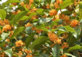 金木犀の花言葉や香り、秋を代表するキンモクセイはどんな花？