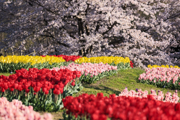 春の花