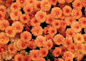 オレンジ色の花一覧。オレンジの花といえば？推し活やハロウィンにもおすすめ