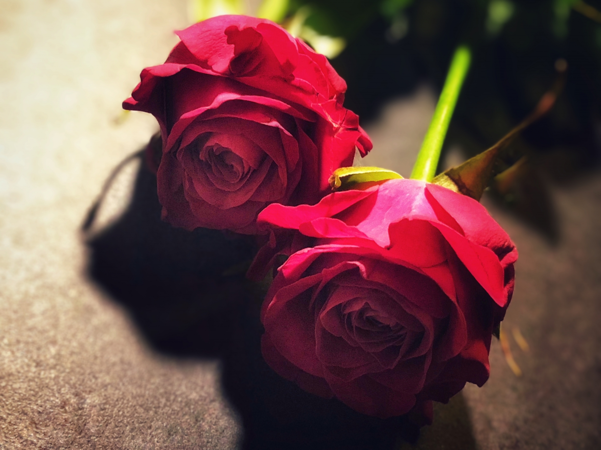 いい夫婦の日に妻 夫が喜ぶ花 感謝 愛の花言葉を持つ花