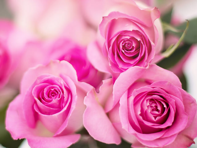 ピンクのバラの花言葉は感謝