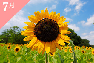 7月の誕生花スイートピー