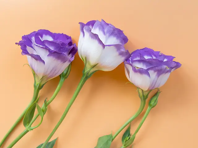 トルコキキョウの花