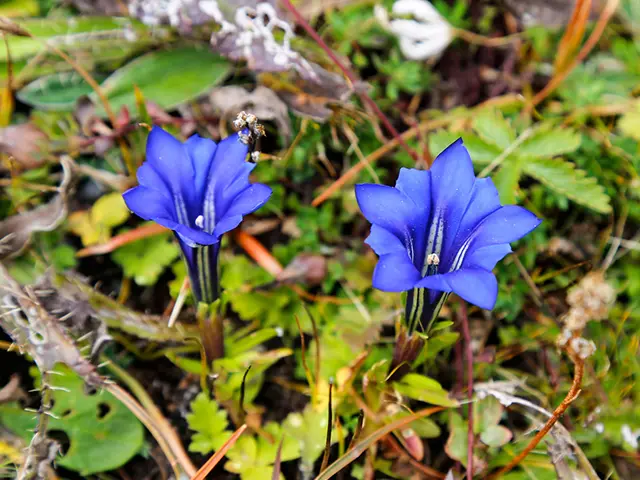 竜胆の花