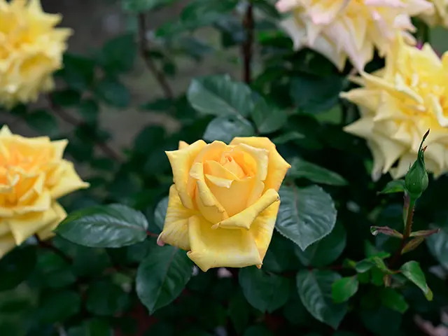 黄色いバラ | 父の日 花のギフト・プレゼント特集2026