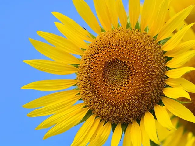 満開のひまわり | 父の日 花のギフト・プレゼント特集2026