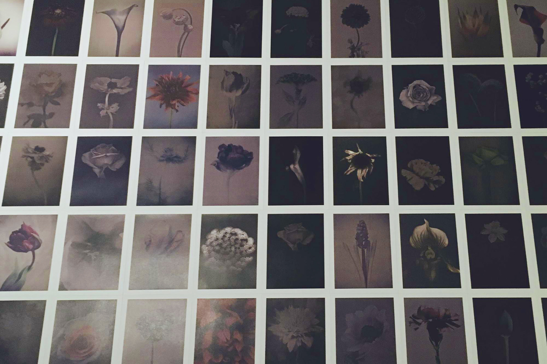 父の日 壁一面に並ぶ父の花たち | 父の日 花のギフト・プレゼント特集2024