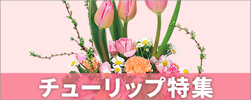 チューリップ特集