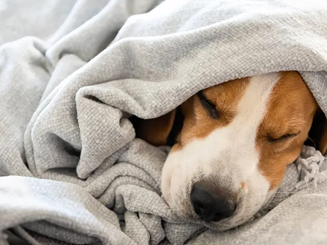 ブランケットで温まる犬