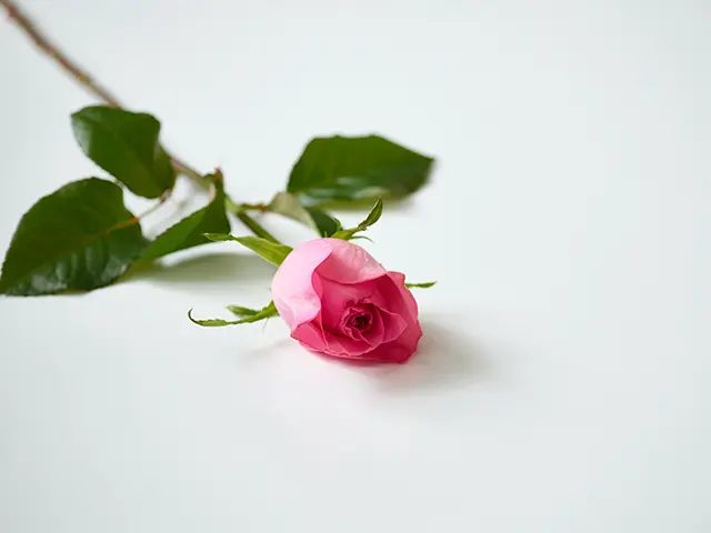 上品なピンクのバラ