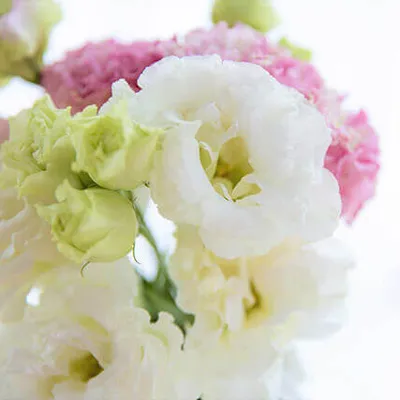 トルコキキョウ