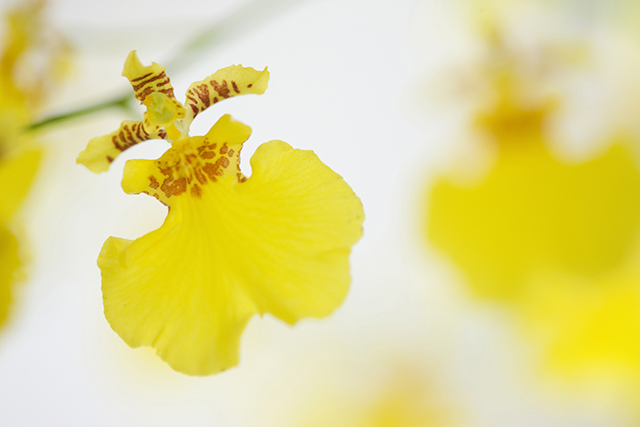 母の日の花 オンシジューム｜母の日におすすめな花の種類！感謝が伝わる花言葉・カーネーション以外のおしゃれな花2025