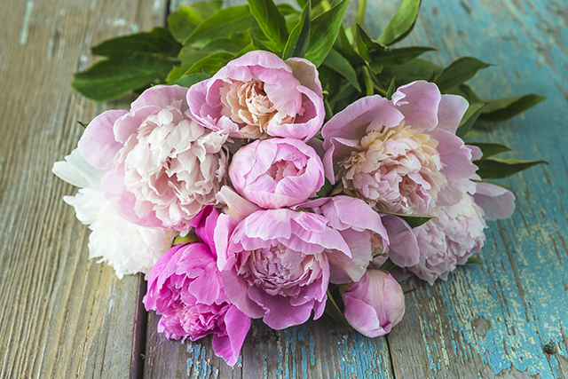 母の日の花 芍薬｜母の日におすすめな花の種類！感謝が伝わる花言葉・カーネーション以外のおしゃれな花2025