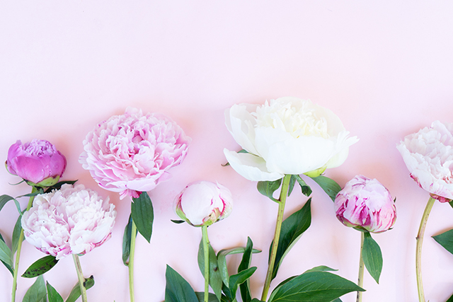 母の日の花 芍薬のつぼみと、開花した芍薬｜母の日におすすめな花の種類！感謝が伝わる花言葉・カーネーション以外のおしゃれな花2025