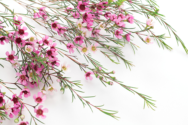 母の日の花 ワックスフラワー｜母の日におすすめな花の種類！感謝が伝わる花言葉・カーネーション以外のおしゃれな花2025