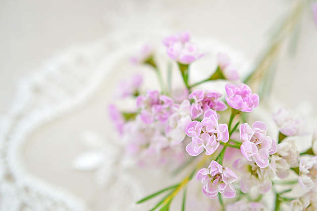 母の日の花 ワックスフラワーの花｜母の日におすすめな花の種類！感謝が伝わる花言葉・カーネーション以外のおしゃれな花2025