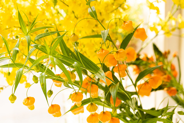 母の日の花 サンダーソニア｜母の日におすすめな花の種類！感謝が伝わる花言葉・カーネーション以外のおしゃれな花2025