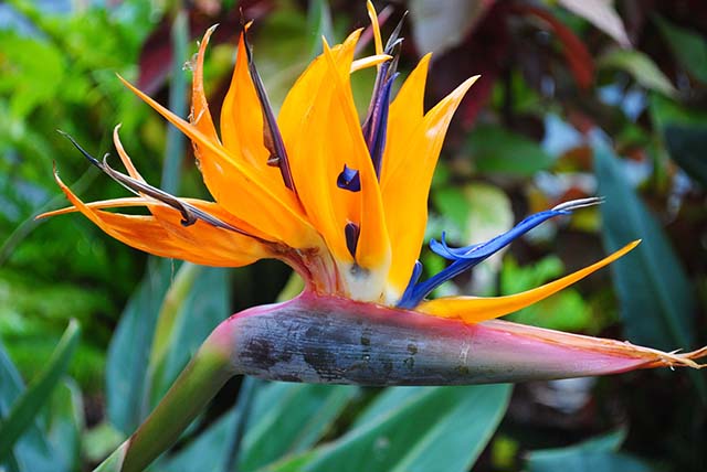 母の日の花 ストレリチア｜母の日におすすめな花の種類！感謝が伝わる花言葉・カーネーション以外のおしゃれな花2025