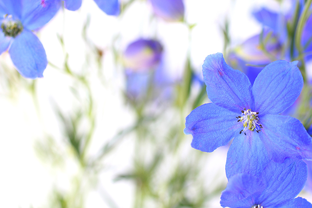 母の日の花 青いデルフィニウム｜母の日におすすめな花の種類！感謝が伝わる花言葉・カーネーション以外のおしゃれな花2025