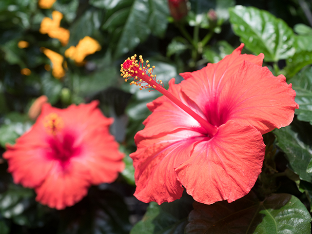 母の日の花 ハイビスカス｜母の日におすすめな花の種類！感謝が伝わる花言葉・カーネーション以外のおしゃれな花2025