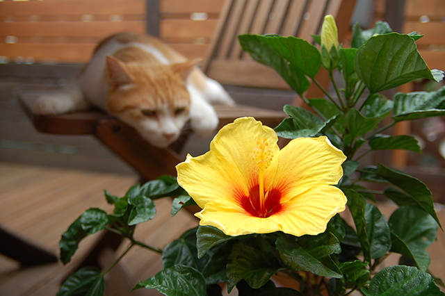 母の日の花 ハイビスカスの鉢植えとネコ｜母の日におすすめな花の種類！感謝が伝わる花言葉・カーネーション以外のおしゃれな花2025