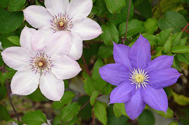 母の日の花 紫色のクレマチス｜母の日におすすめな花の種類！感謝が伝わる花言葉・カーネーション以外のおしゃれな花2025