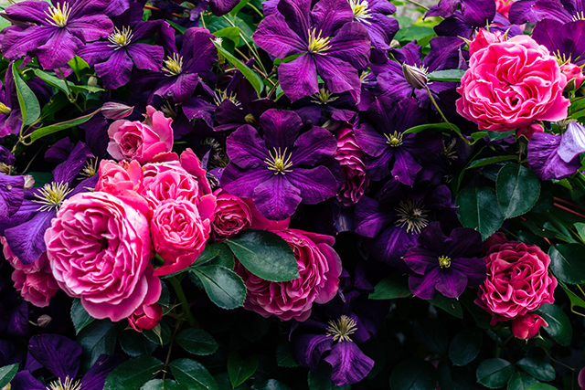 母の日の花 クレマチスとバラの花｜母の日におすすめな花の種類！感謝が伝わる花言葉・カーネーション以外のおしゃれな花2025