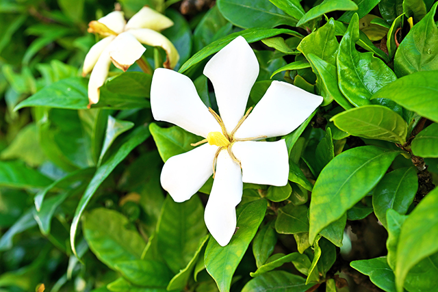 母の日の花 一重咲きのクチナシ｜母の日におすすめな花の種類！感謝が伝わる花言葉・カーネーション以外のおしゃれな花2025