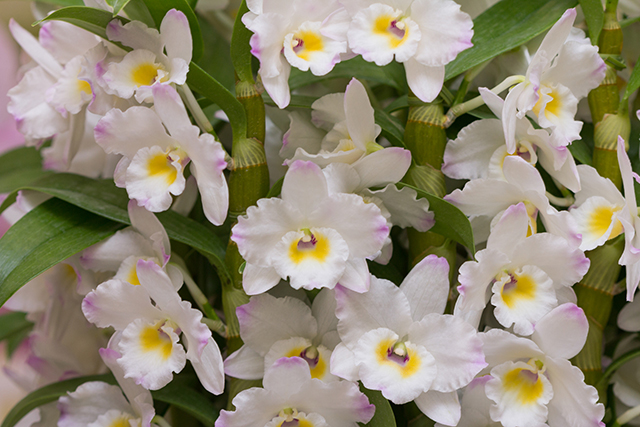 母の日の花 デンドロビウム｜母の日におすすめな花の種類！感謝が伝わる花言葉・カーネーション以外のおしゃれな花2025