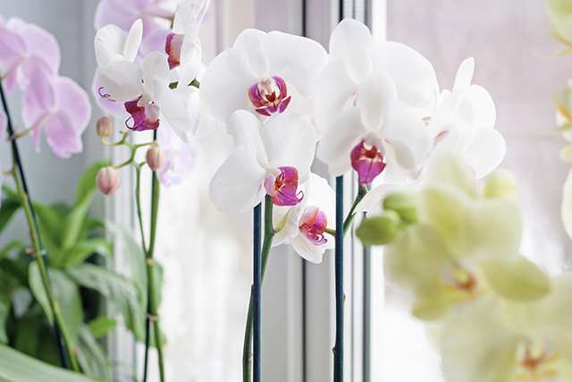 自宅に飾られたミディ胡蝶蘭｜母の日におすすめな花の種類！感謝が伝わる花言葉・カーネーション以外のおしゃれな花2025