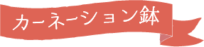 産直カーネーション鉢
