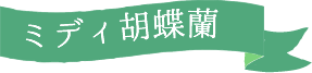 産直ミディ胡蝶蘭