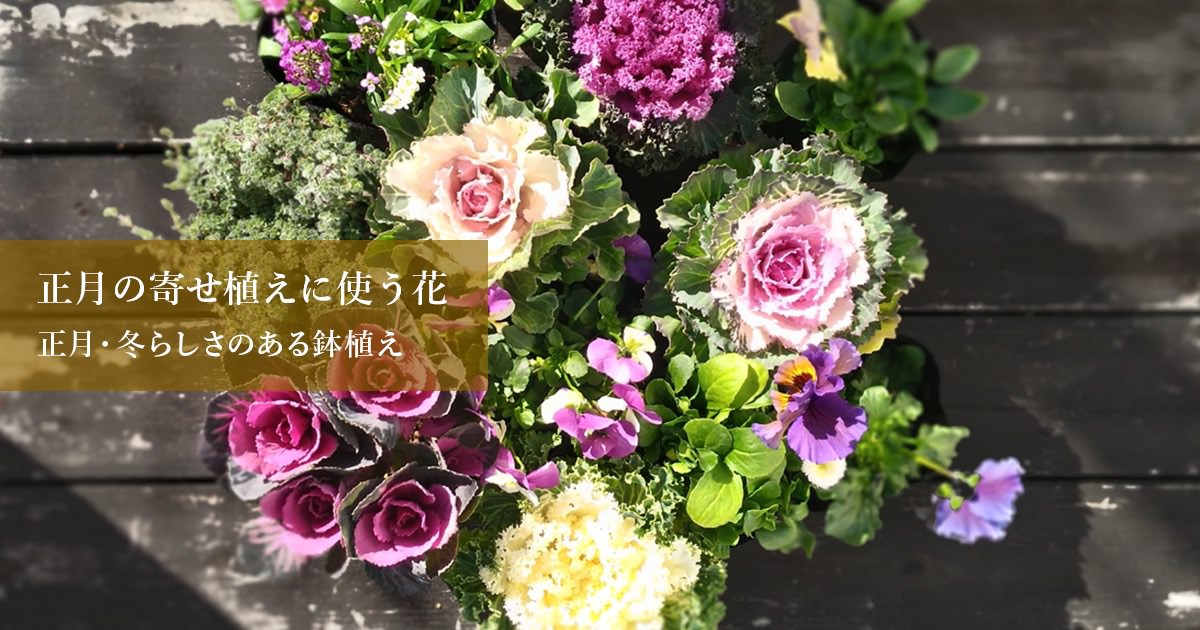 ・:*速達付き多肉植物そのまま飾れる・:*お正月.縁起物.お年賀 速達付き多肉植物そのまま飾れる・:*お正月.縁起物.お年賀