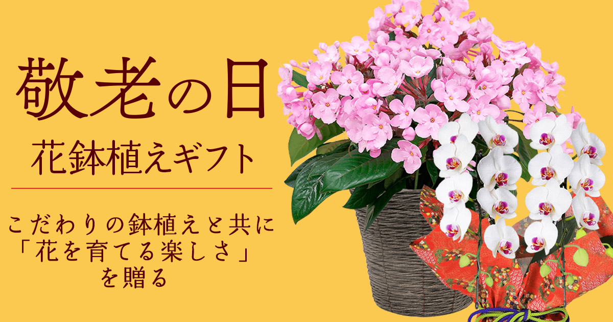 敬老の日の花 産直花鉢植えのギフト特集22 花束 アレンジメントのフラワーギフト通販なら花キューピット