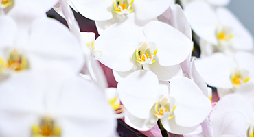 お祝いの花ギフトで気になるルールやマナー特集 花束 アレンジメントのフラワーギフト通販なら花キューピット