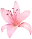 ユリ