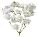 カスミ草