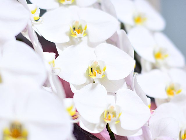 最も人気な白い胡蝶蘭