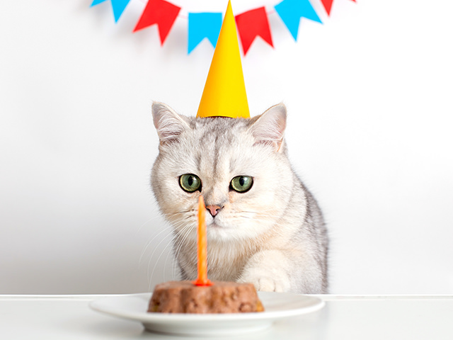 ペットへの誕生日ケーキ